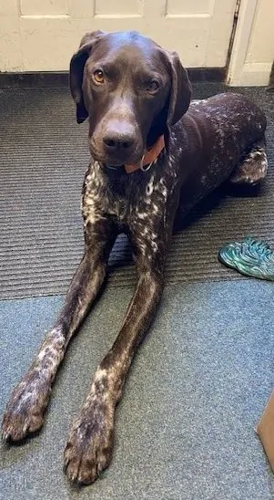 Scout - Batemans Brewery Dog