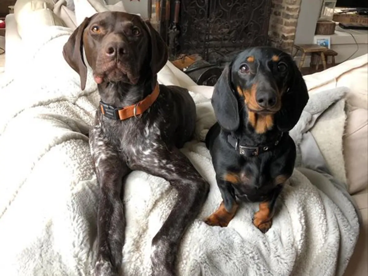Scount the Brewery's German Pointer dog pictured with Otto the family dashund