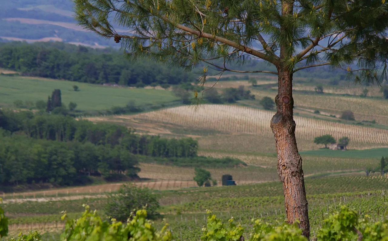 Limoux region vineyard close-up