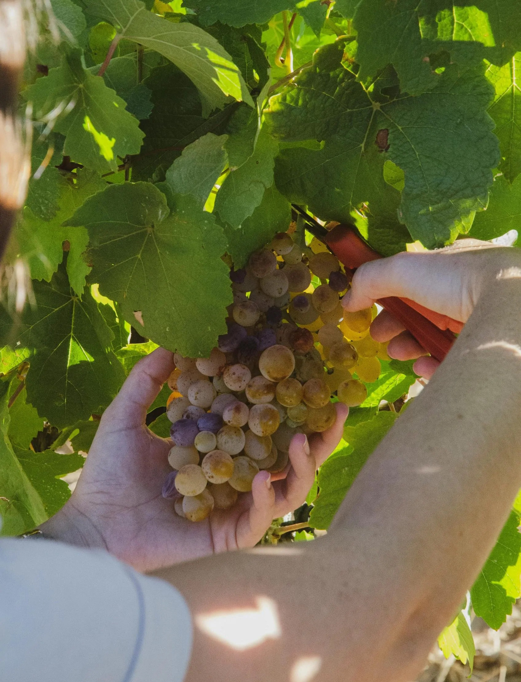 Green grapes being hand picked, close-up