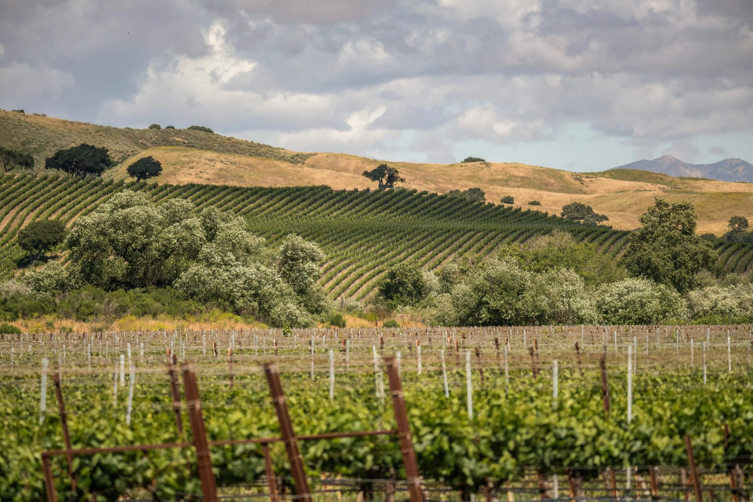 Vineyard landscape stock image